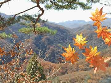 如意吉祥庆丰年 加快四快点恢复 特肖可能在野兽 森林漆黑现虎踪  打一精准生肖，时代解答解释落实_8i70.54.21