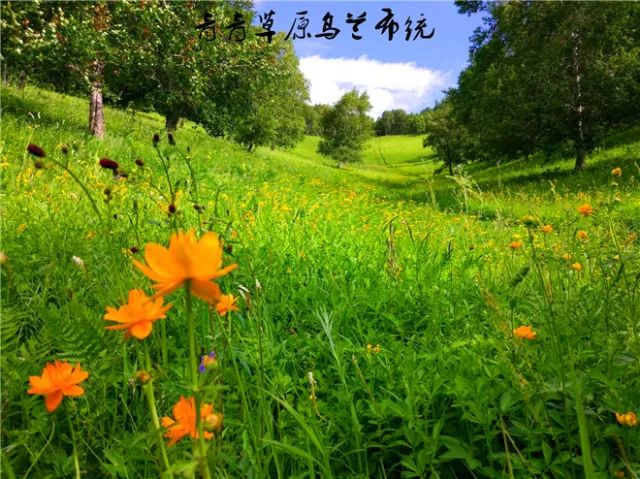 边城蓝天润草地，城角野花朵朵红打一精准生肖，实证解答解释落实_mw23.04.72