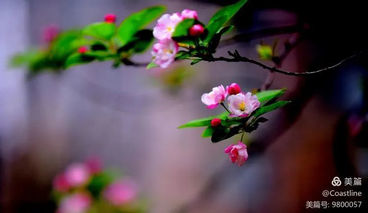 梅雨时节三月春，枝上红花四处飞，华夏大地龙凤舞，春到五福大地绿打一精准 生肖，深度解答解释落实_8172.82.21