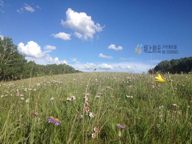 边城蓝天润草地，城角野花朵朵红打一精准生肖，详细解答解释落实_v5301.85.23