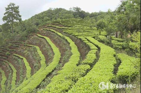 满山遍野绿油油 打一精准生肖，全面解答解释落实_2g58.18.43