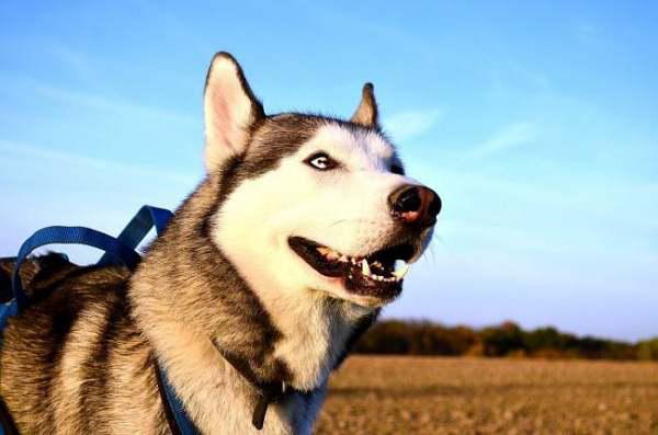 虎落平原被犬欺，古人流传有道理打一精准生肖，构建解答解释落实_7eh51.39.31