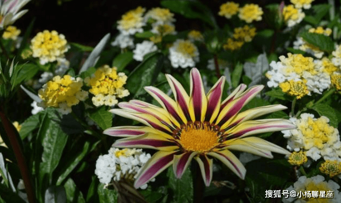 沦落风尘 成双成对 百花争艳好春开 是什么生肖，构建解答解释落实_zn60.16.22