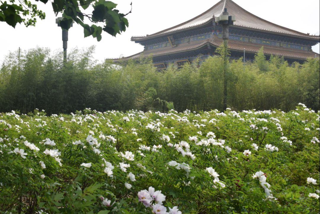 和风细雨 打一精准生肖，详细解答解释落实_t465.36.90