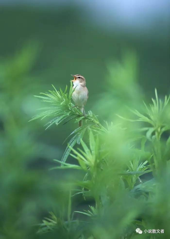 八分二四一起走，小鸟一排在远方打一精准生肖，科学解答解释落实_pl49.20.58