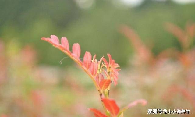 花红柳绿不夜天，惊慌失措无奈何打一精准生肖，深度解答解释落实_nlr66.04.51