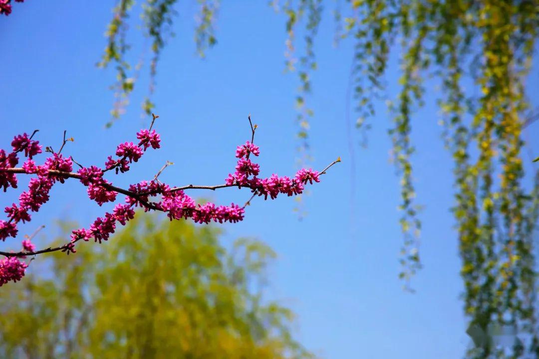 花红柳绿不夜天，惊慌失措无奈何打一精准生肖，科学解答解释落实_pnl28.54.76