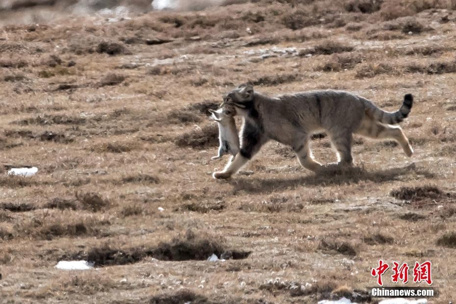 猴迎鼠年马成功 红尘天伦三父子 龙猴之争狗鸡赤 鼠兔寸光又一年 打一精准生肖，实证解答解释落实_9w12.30.04