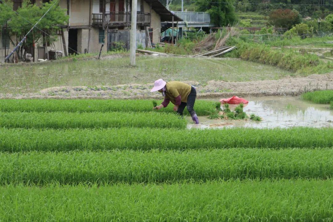 日出而作绿田间，守家护院在房前，红花烂漫报春美，老牛耕地为农家打一精准生肖，前沿解答解释落实_4g77.60.81