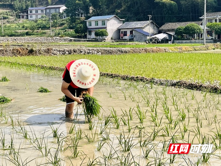 日出而作绿田间，守家护院在房前，红花烂漫报春美，老牛耕地为农家打一精准生肖，构建解答解释落实_ntm53.76.31