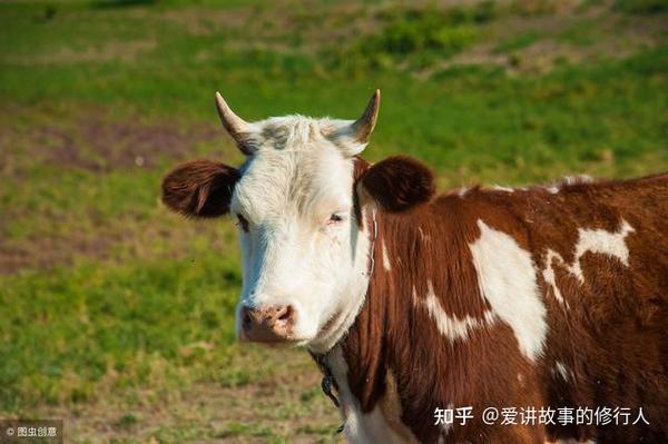 牛头马嘴四处传，三心二意耕地忙打一精准生肖，科学解答解释落实_h8g85.42.67