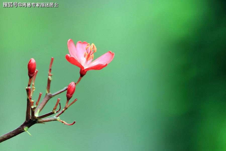 生肖已解:万里碧空朵朵云，闲花野草反为珍打一精准生肖，专家解答解释落实_myq17.23.19