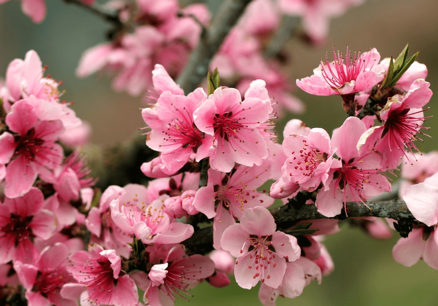 生肖已解:“凉风吹面心清爽,垂涎三尺乐悠悠”是什么生肖，前沿解答解释落实_il20.07.75