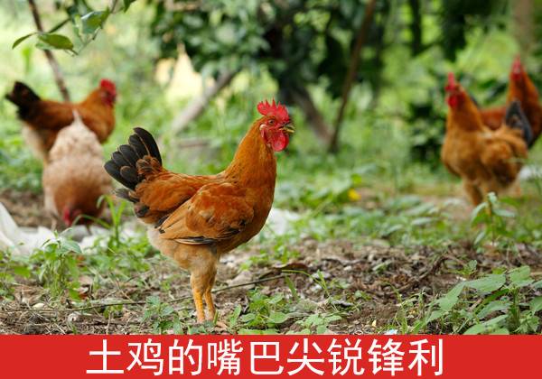 守住虎头丢鸡脚 打一精准生肖，定量解答解释落实_4oc88.62.06