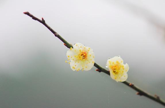 万木冻欲折，孤根暖独回；前村深雪里，昨夜一枝开打一精准生肖，时代解答解释落实_y0c52.78.07