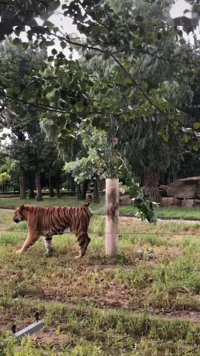 骑虎难下树边闹,手执一斧两脚夹是什么生肖，前沿解答解释落实_n284.58.44