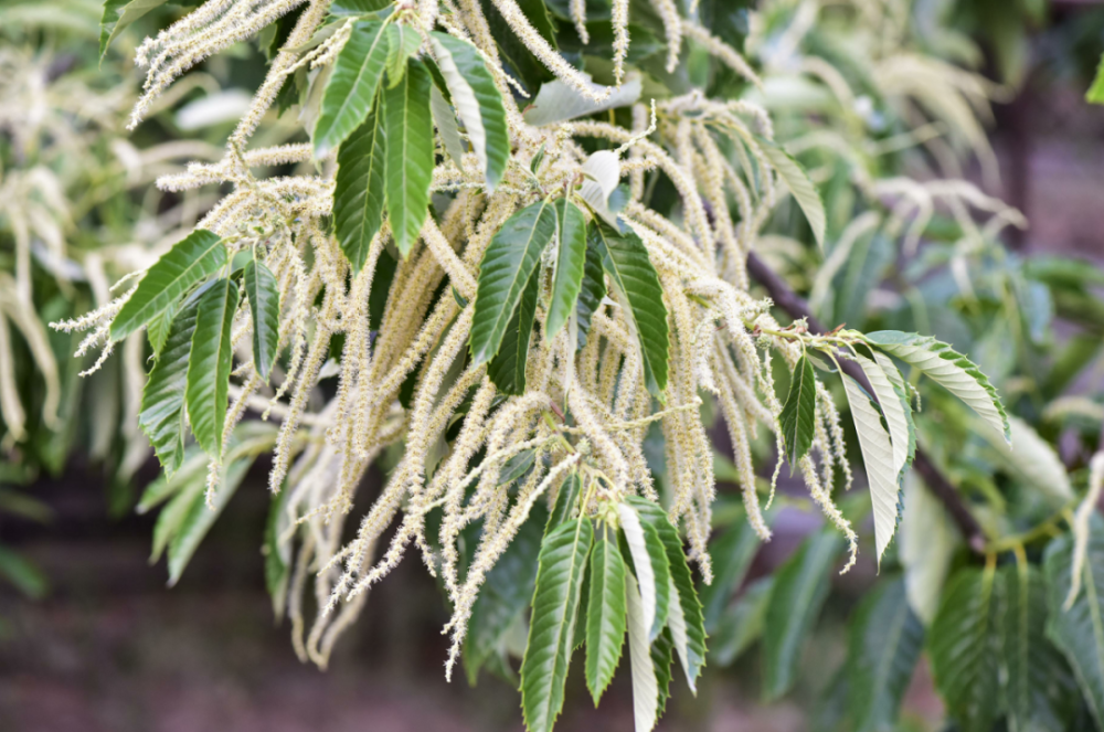 家花更比小花香，六七几九是四十打一精准生肖，定量解答解释落实_5f548.99.15