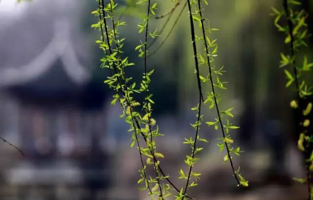 春耕梨地靠牛马，湖四海唱高歌，雨时节三月春，枝上红花四处飞五梅打一精准准确生肖，专家解答解释落实_whg42.64.51