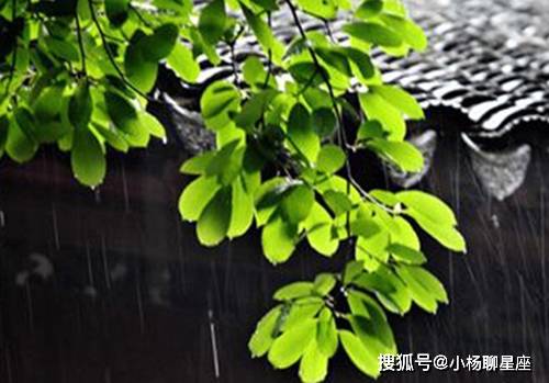 梅雨时节三月春，枝上红花四处飞打一精准准确生肖，专家解答解释落实_vv318.40.64