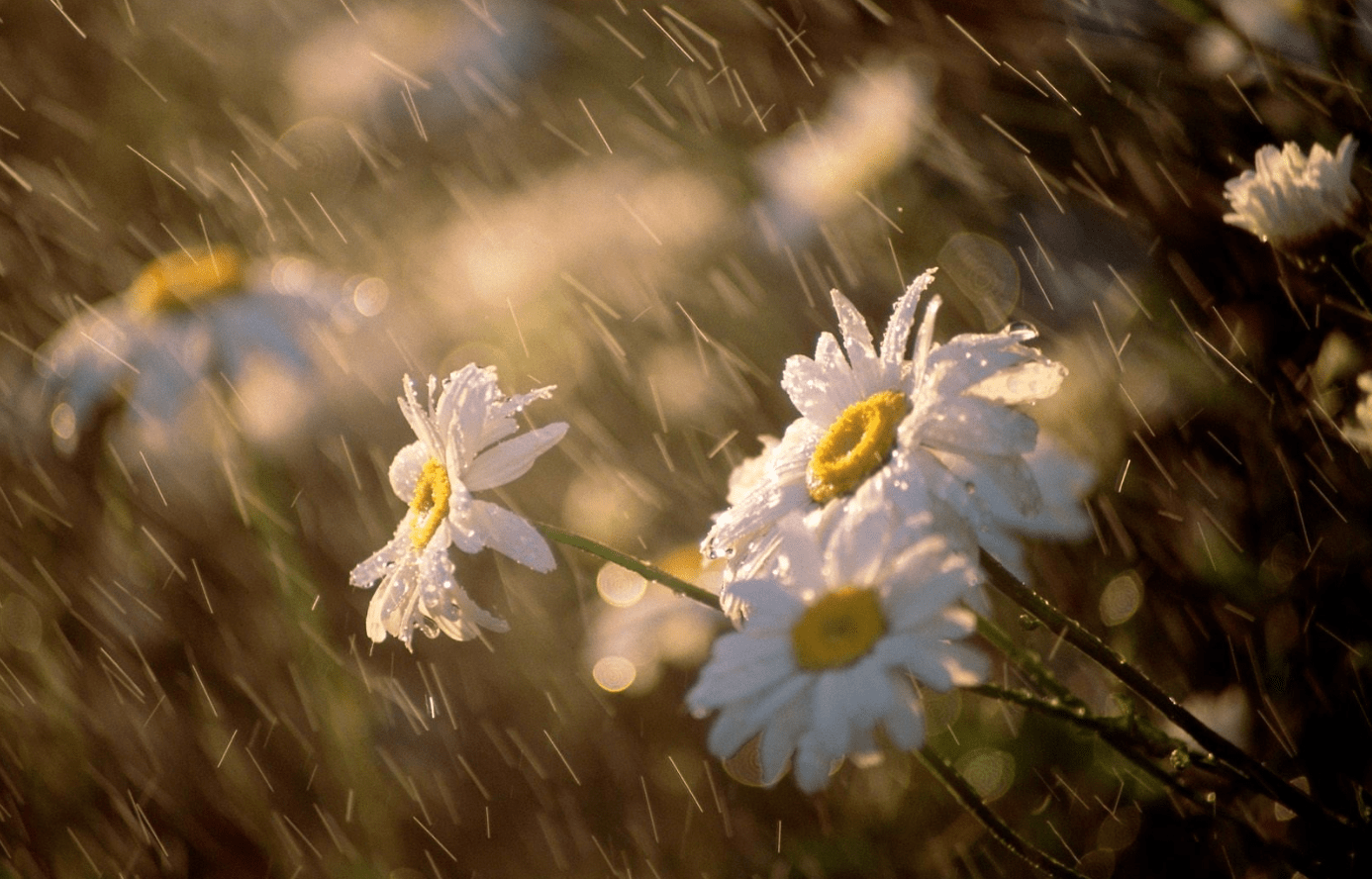 梅雨时节三月春，枝上红花四处飞打一精准准确生肖，前沿解答解释落实_ia03.08.18