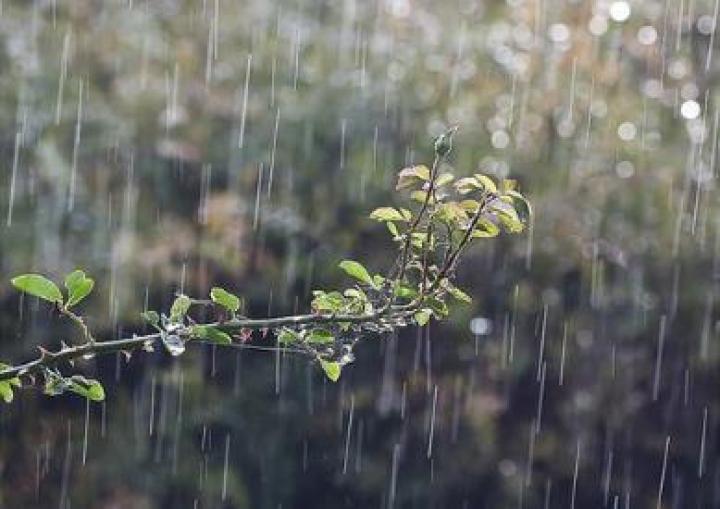 春耕梨地靠牛马，湖四海唱高歌，雨时节三月春，枝上红花四处飞五梅打一精准准确生肖，专家解答解释落实_um77.57.62