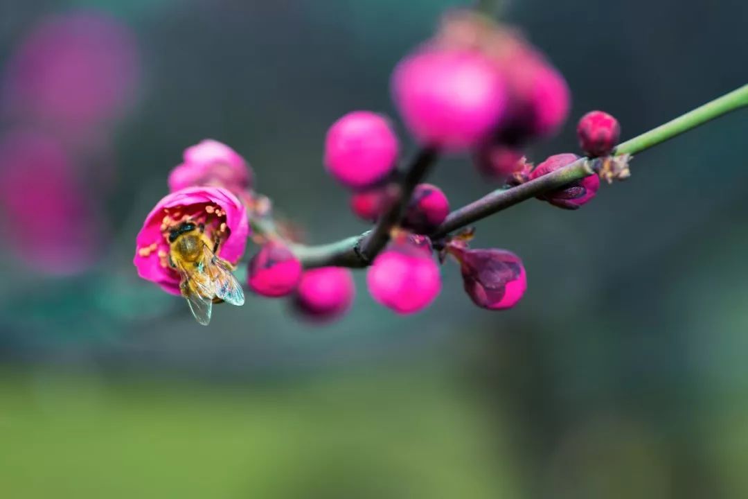 梅雨时节三月春，枝上红花四处飞打一精准准确生肖，精准解答解释落实_gn618.68.22