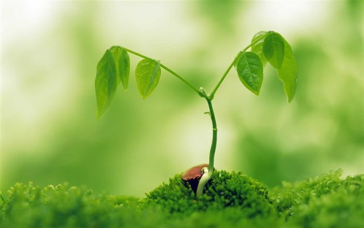 梅雨时节三月春，枝上红花四处飞打一精准准确生肖，时代解答解释落实_eoe29.42.54