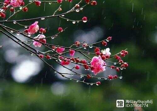 梅雨时节三月春，枝上红花四处飞打一精准准确生肖，深度解答解释落实_yy39.64.69