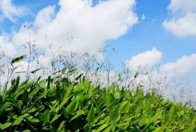 两角尖尖吃青草，蓝天白云满山跑指代表什么生肖，科学解答解释落实_uoj18.67.97