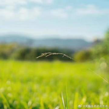 两角尖尖吃青草，蓝天白云满山跑指代表什么生肖，综合解答解释落实_n025.51.84