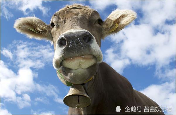 龙狗牛前好风光，牛羊猴鼠牛见树 是指什么生肖，科学解答解释落实_p6757.82.32