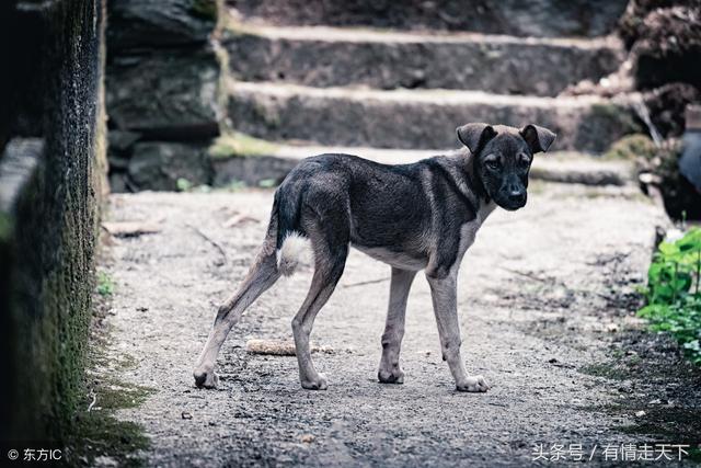 猎犬自是山上丧， 归根到底终须离。打一精准生肖，深度解答解释落实_sp479.54.32