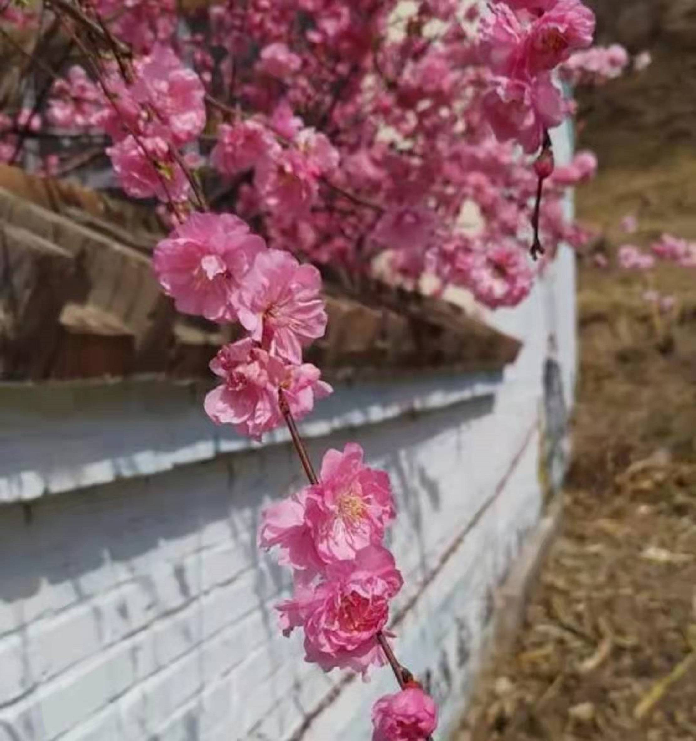 不甘寂寞，红杏出墙。花枝招展散清香。是什么生肖，实时解答解释落实_2930.21.20