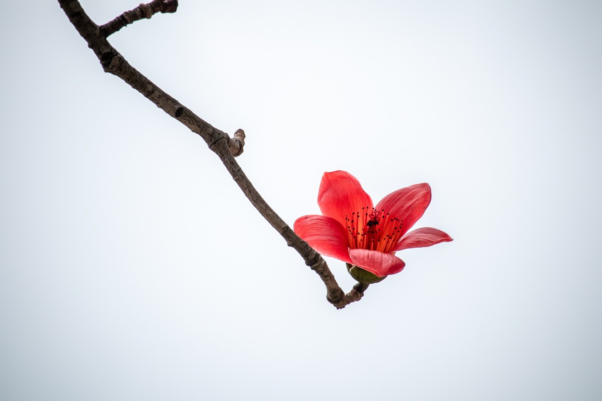 不甘寂寞，红杏出墙。花枝招展散清香。是什么生肖，定量解答解释落实_o556.37.12