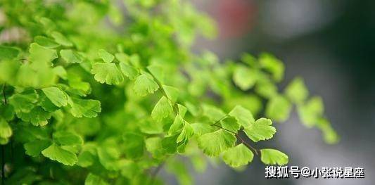 草木逢春青绿绿 打一精准生肖，专家解答解释落实_41f48.10.36