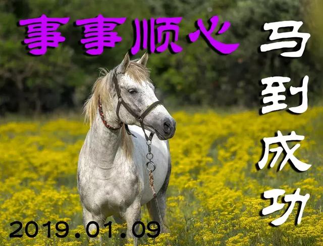 今期特马开本期代表什么动物，专家解答解释落实_zvb99.88.15