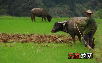 蛇会冬眠马会飞,牛会耕地等春种，详细解答解释落实_zx049.03.21