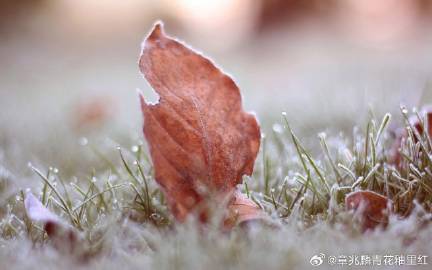 不畏风霜向晚秋打最准一个生肖，综合解答解释落实_h962.32.58