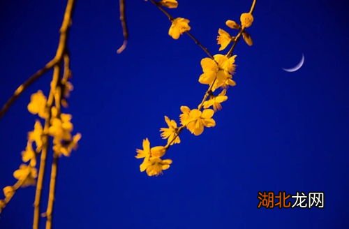 花有清香月有阴什么生肖，全面解答解释落实_kv94.51.49