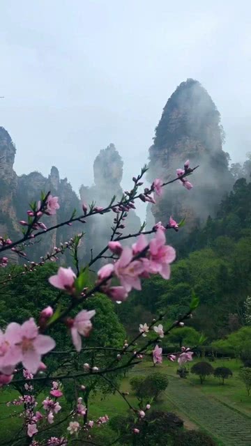 花红果香十有期   山清水秀有ニニ  是什么生肖，详细解答解释落实_h246.85.21