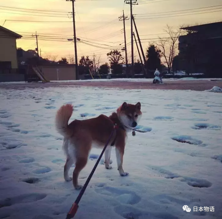 鹰犬之才趁时机，专门骗人是小狗，五色祥云满乾坤，蜿蜒曲折毒气涌猜一谜语生肖动物，定量解答解释落实_bs54.39.00