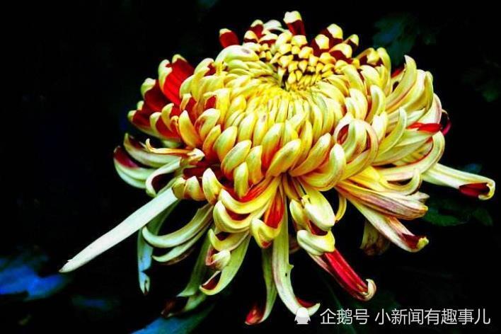 今期生肖二五加腊月菊花傲霜雪是什么生肖，定量解答解释落实_uj884.73.90