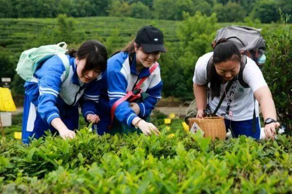 品茶细看好与志,树上花开二三枝，三江水暖四方漾，玉兔回宫在十五猜一谜语生肖动物，科学解答解释落实_bxe44.63.18