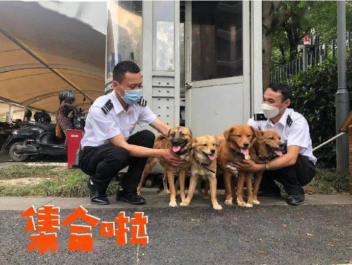 鹰犬之才趁时机，专门骗人是小狗，五色祥云满乾坤，蜿蜒曲折毒气涌猜一谜语生肖动物，全面解答解释落实_hhc58.37.41