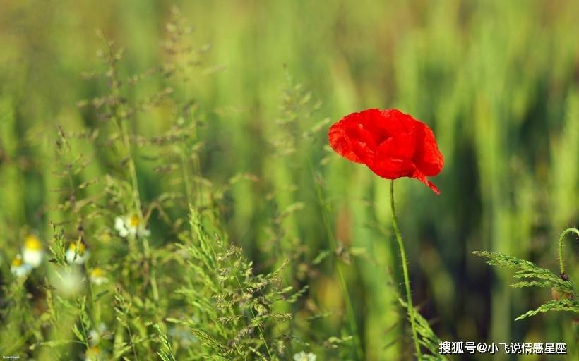 艳阳高照暖大地，阳春三月红花开打一精准生肖动物，时代解答解释落实_cb97.16.97