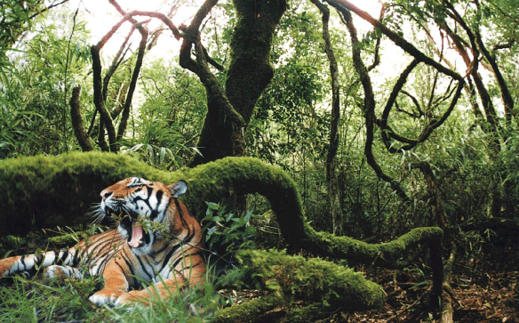 久旱迎来吉时雨，春天又绿江南岸打一精准生肖动物，全面解答解释落实_o206.58.66