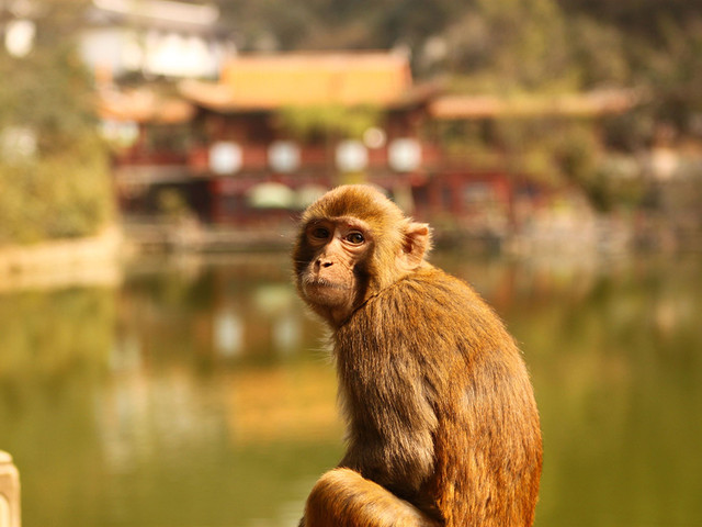 美人一笑齿如银，天黑之下贼猖狂，千变万化猴机灵，家有客人来半天打一精准生肖动物，前沿解答解释落实_gru11.45.93