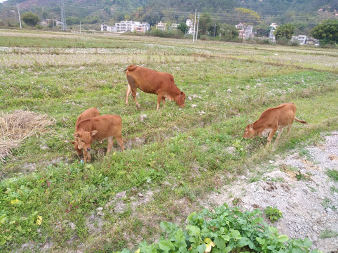 红花烂漫报春美，老牛耕地为农家。打一精准生肖动物，定量解答解释落实_9b255.54.64