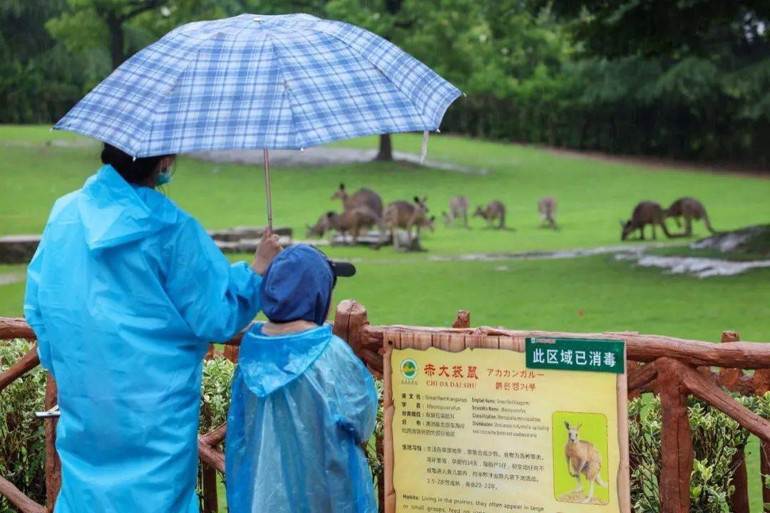 雨过天晴出太阳，灾后自救复家园。打一精准生肖动物，专家解答解释落实_4102.45.05