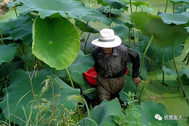 品茶细看好与志 树上花开二三枝打一肖，实时解答解释落实_1661.39.03